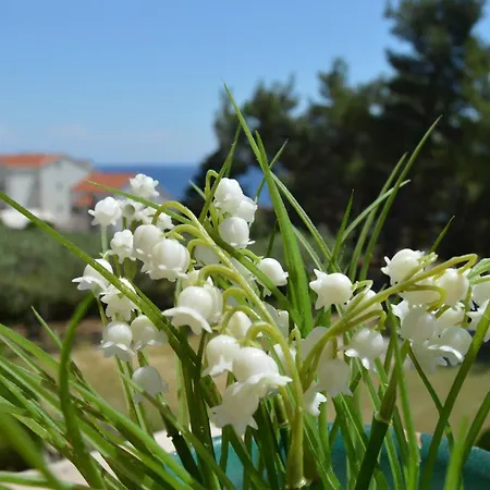 Nedica Apartment Bol